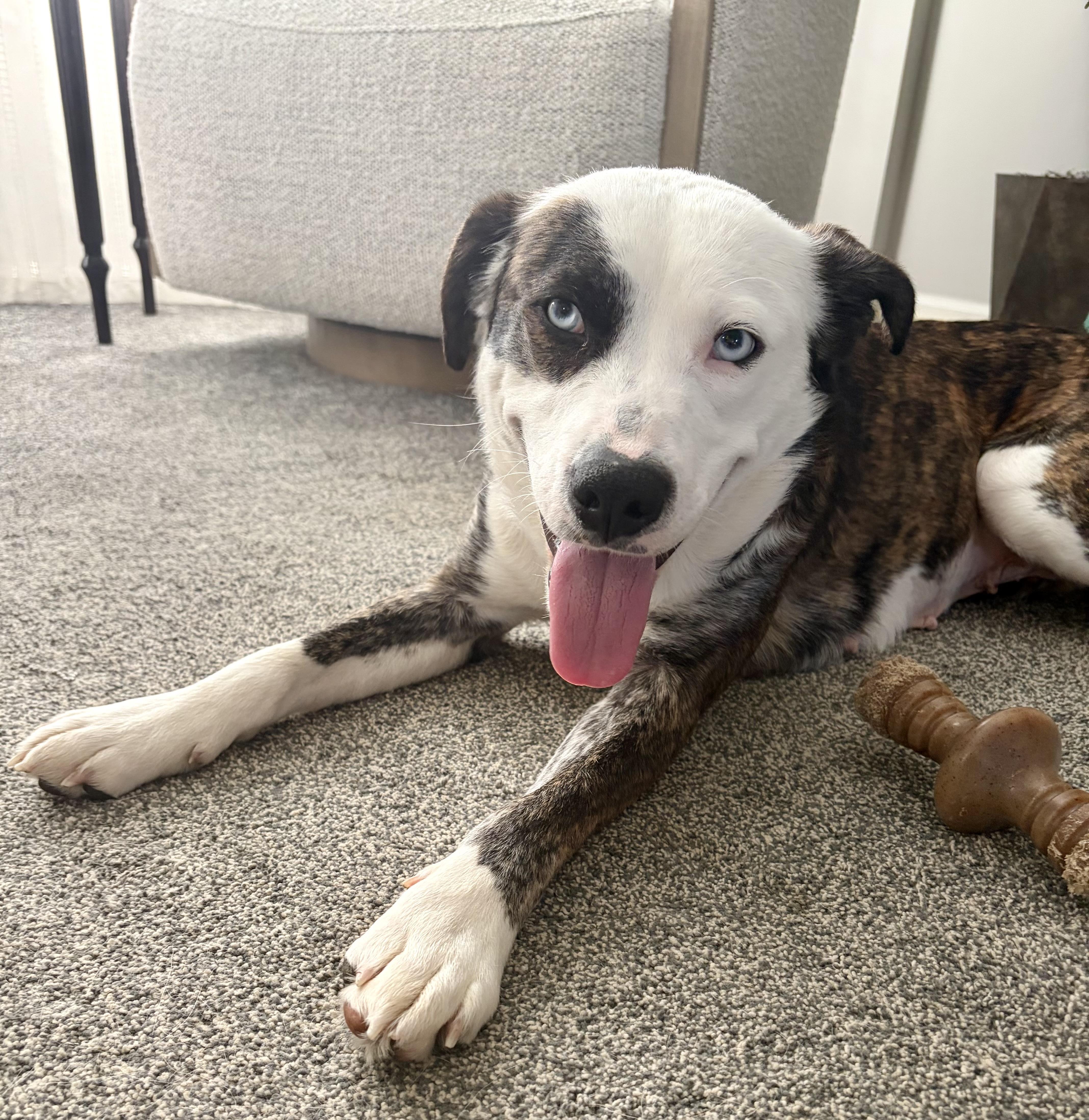 Skye, a Adoptable mixed breed in Clairton, PA image 1/5