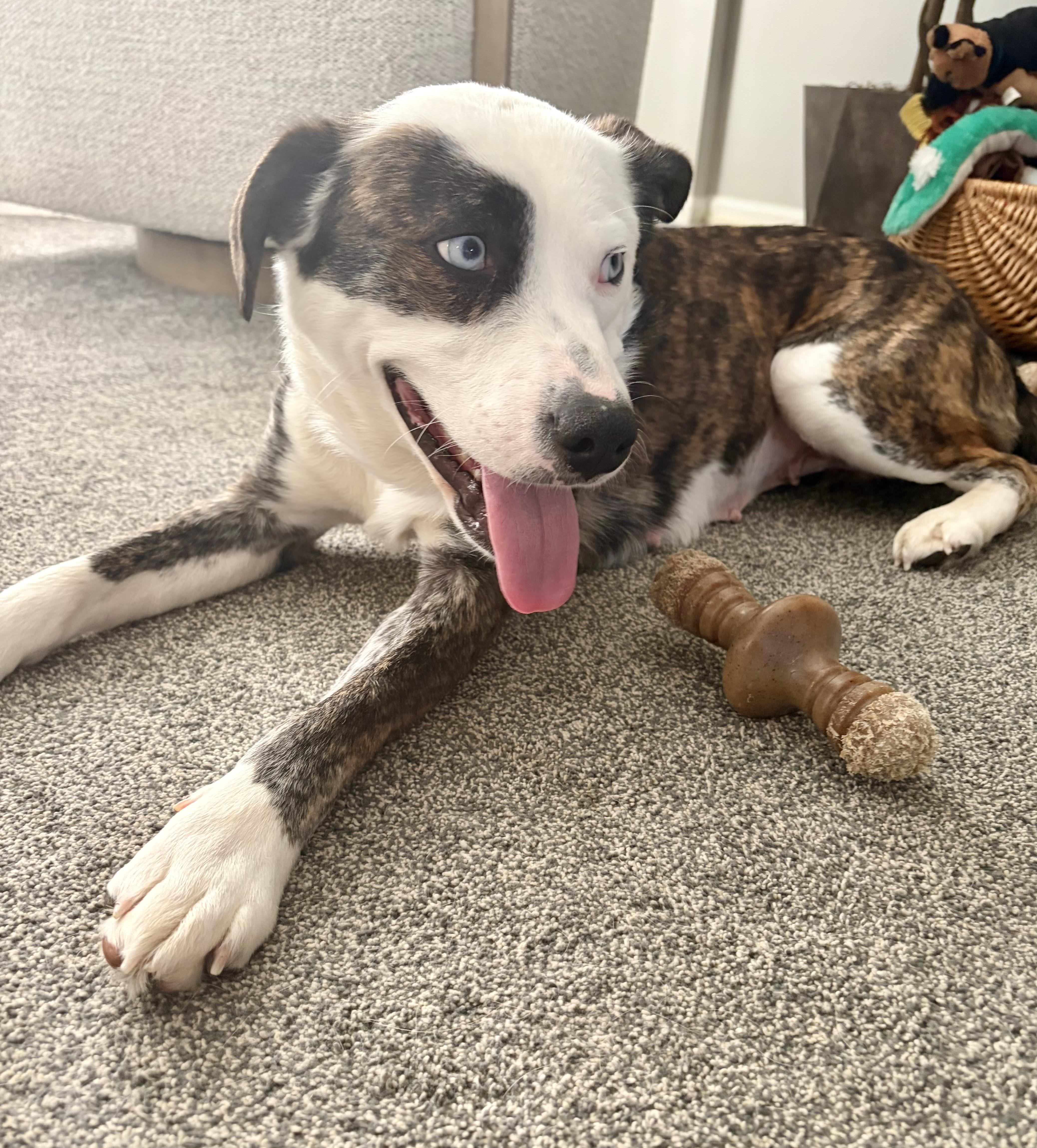 Skye, a Adoptable mixed breed in Clairton, PA image 4/5