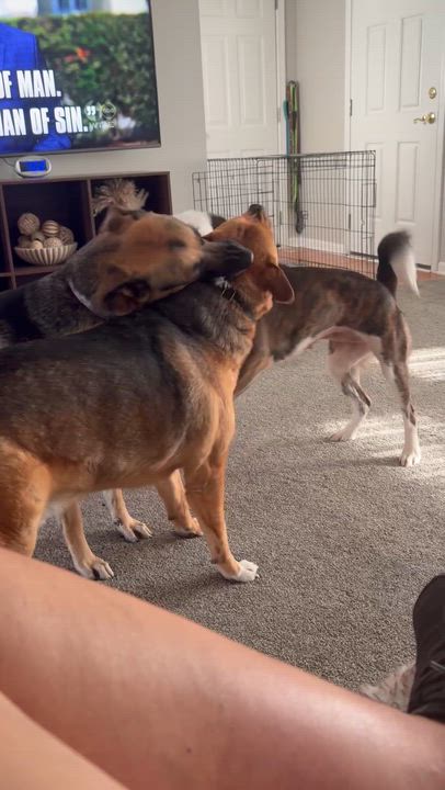 Enlarge Skye, a Adoptable mixed breed in Clairton, PA video 3/5