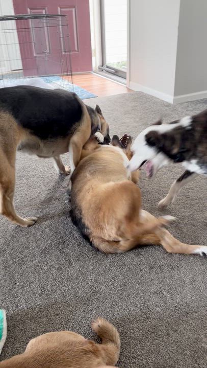 Enlarge Skye, a Adoptable mixed breed in Clairton, PA video 5/5