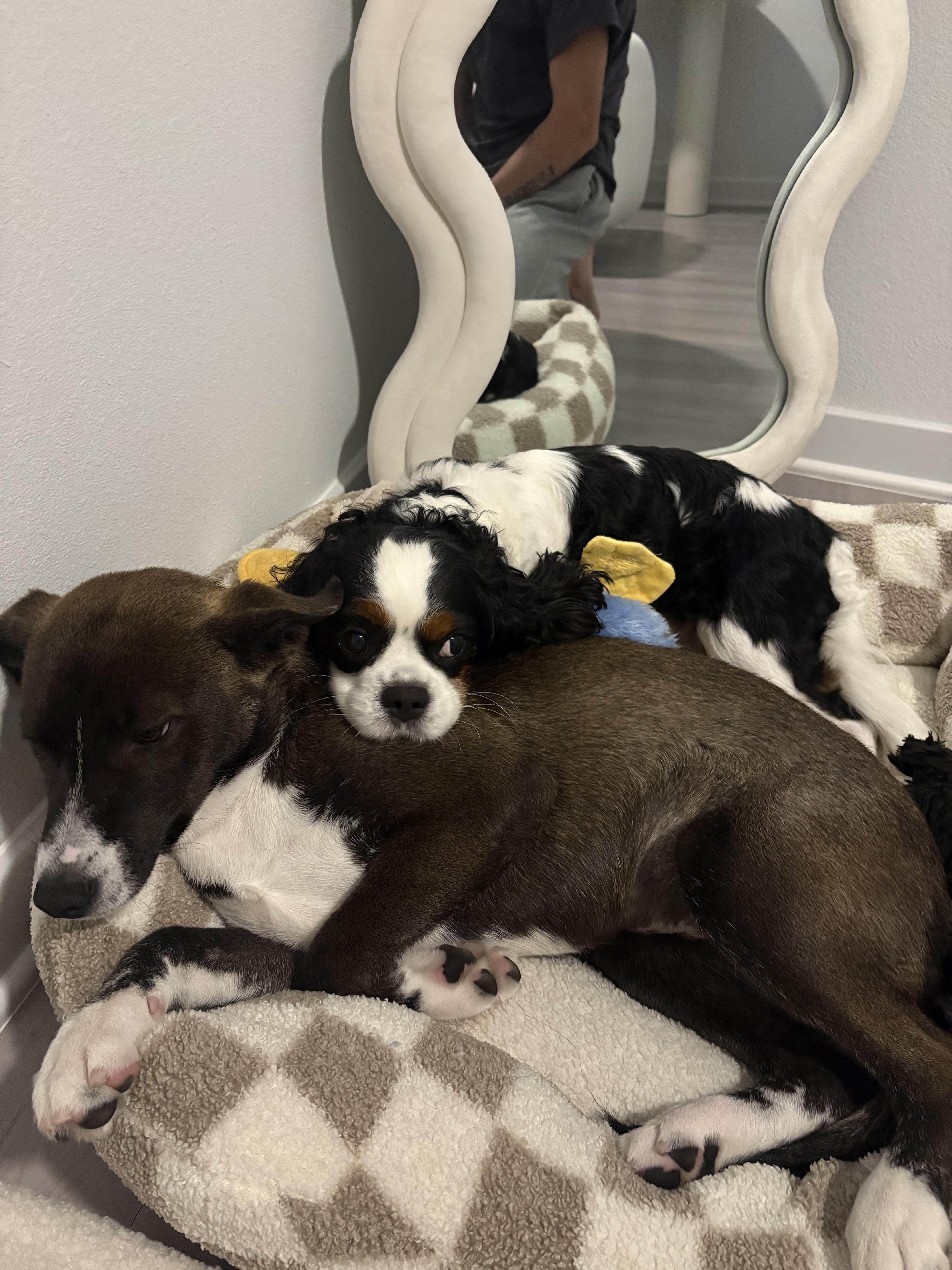 Bee, Adoptable, Puppy Female Husky.