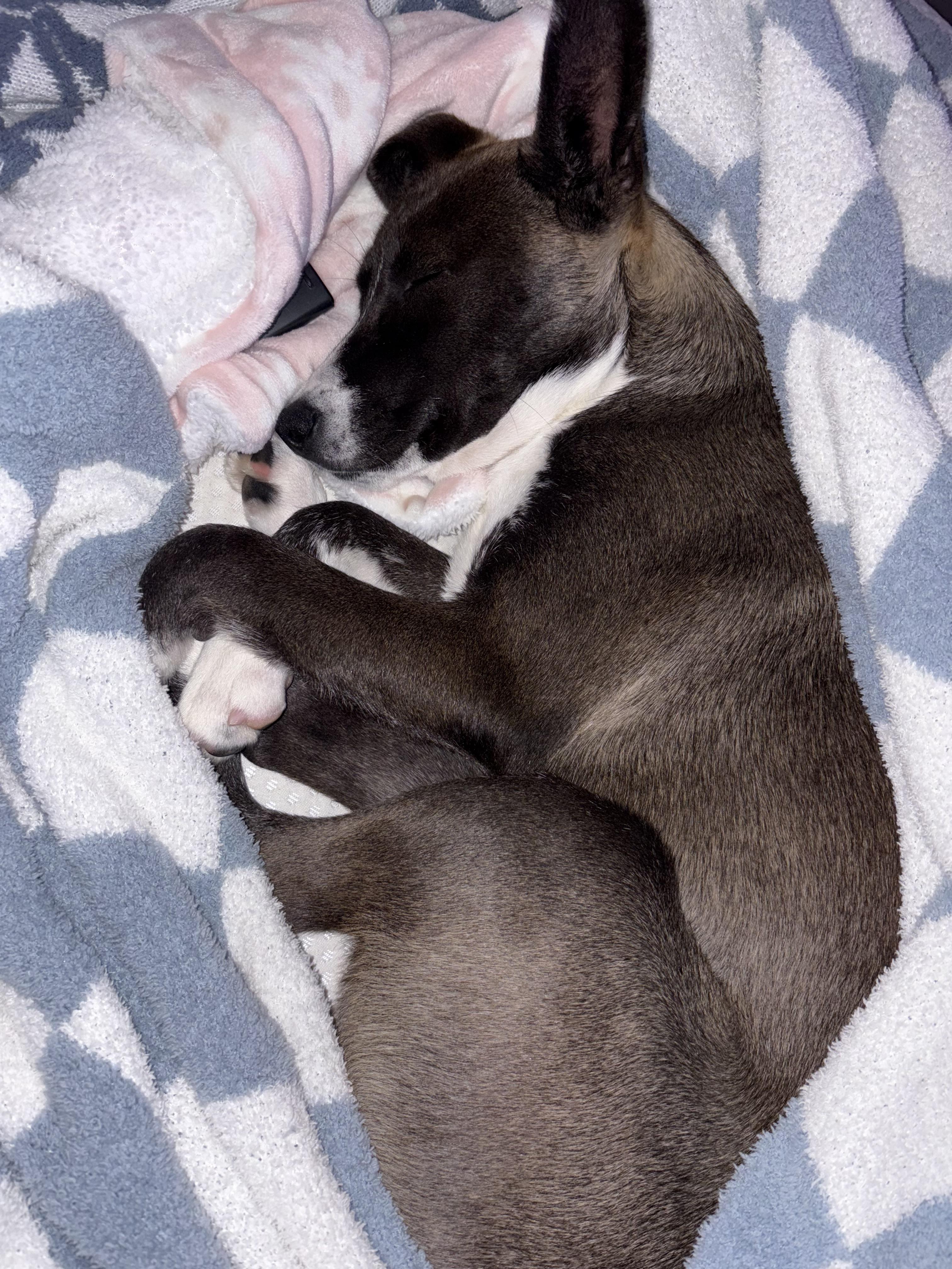 Bee, a Adoptable mixed breed in tampa, FL image 2/3