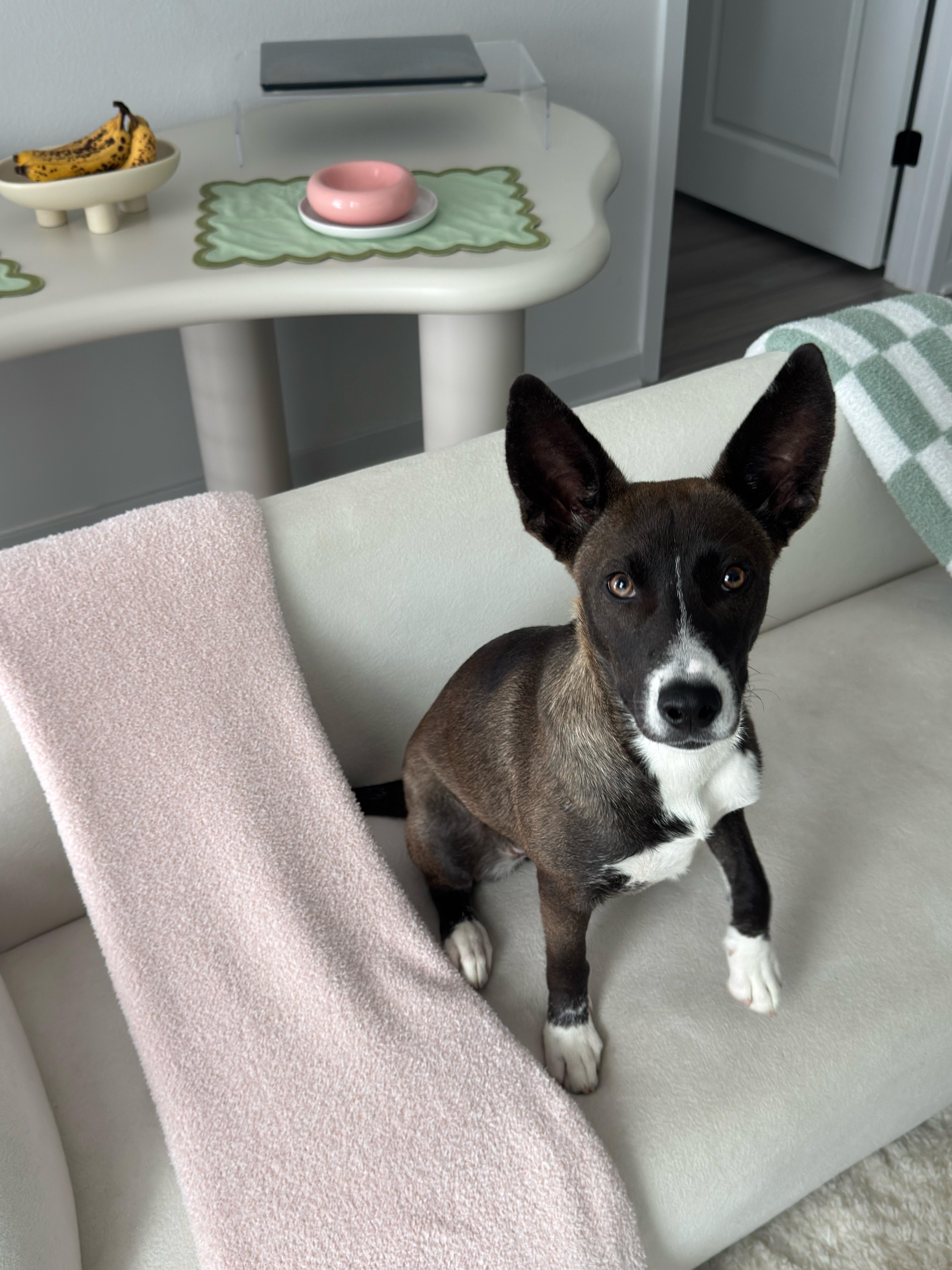 Bee, a Adoptable mixed breed in tampa, FL image 3/3