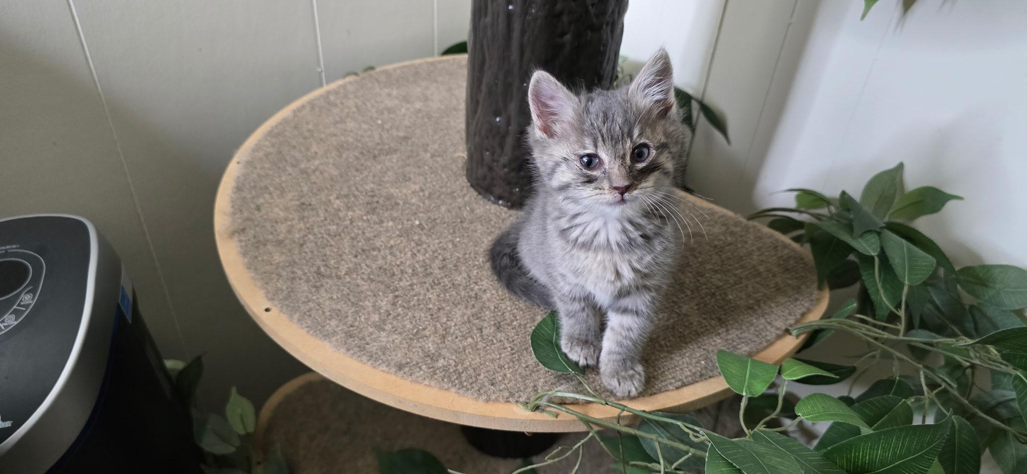 Kodo, ADOPTABLE, Kitten Female Domestic Short Hair.