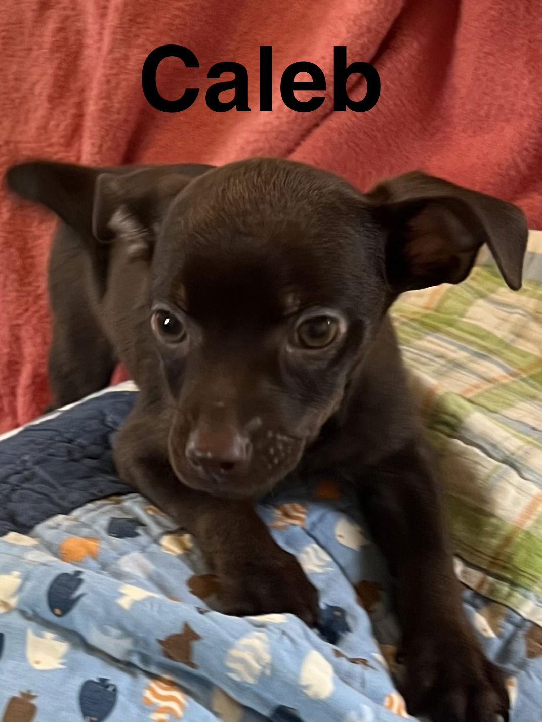 Caleb — thumbnail 3
