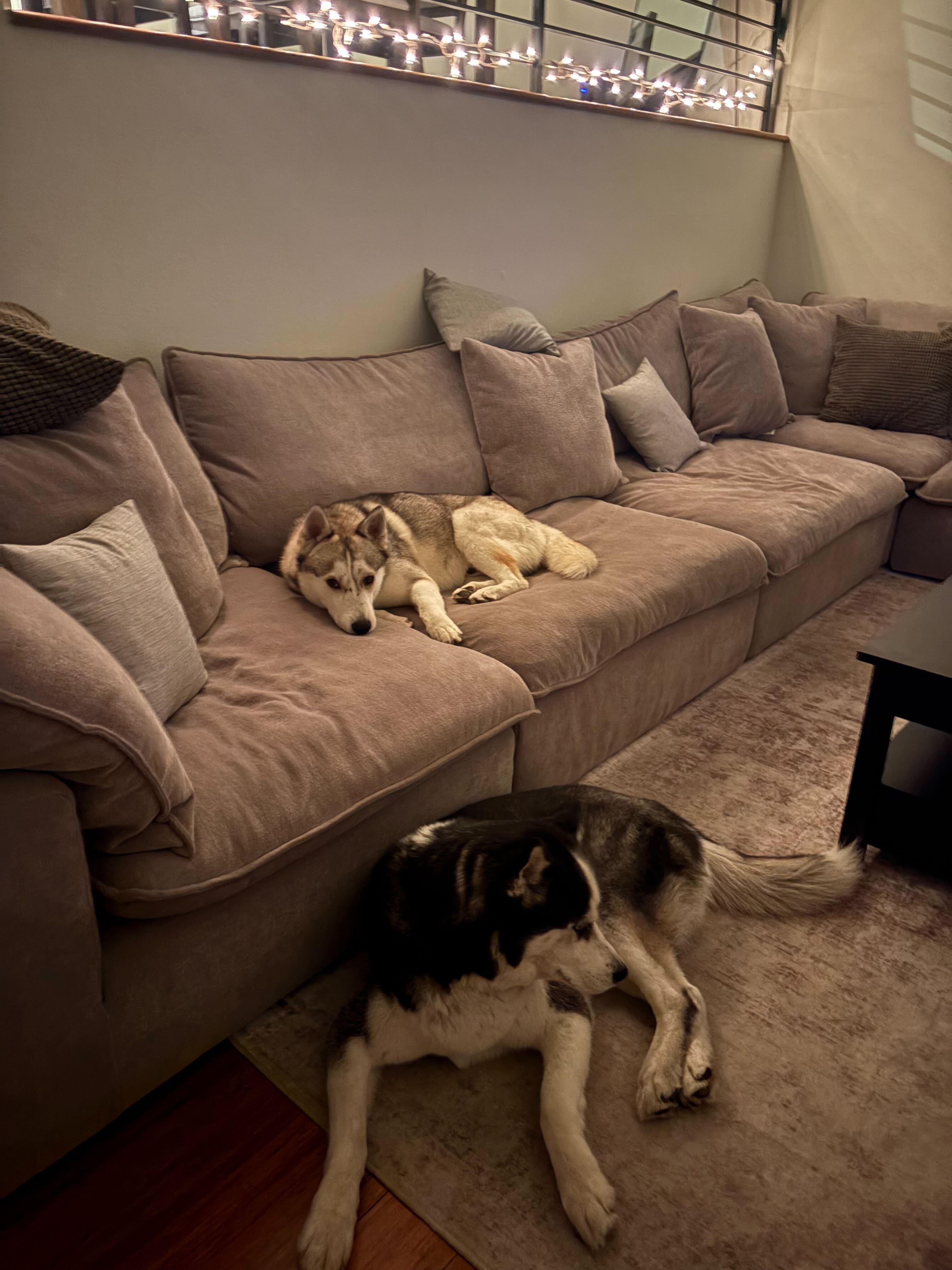 Enlarge Adam, a ADOPTABLE mixed breed in San Rafael, CA image 2/5