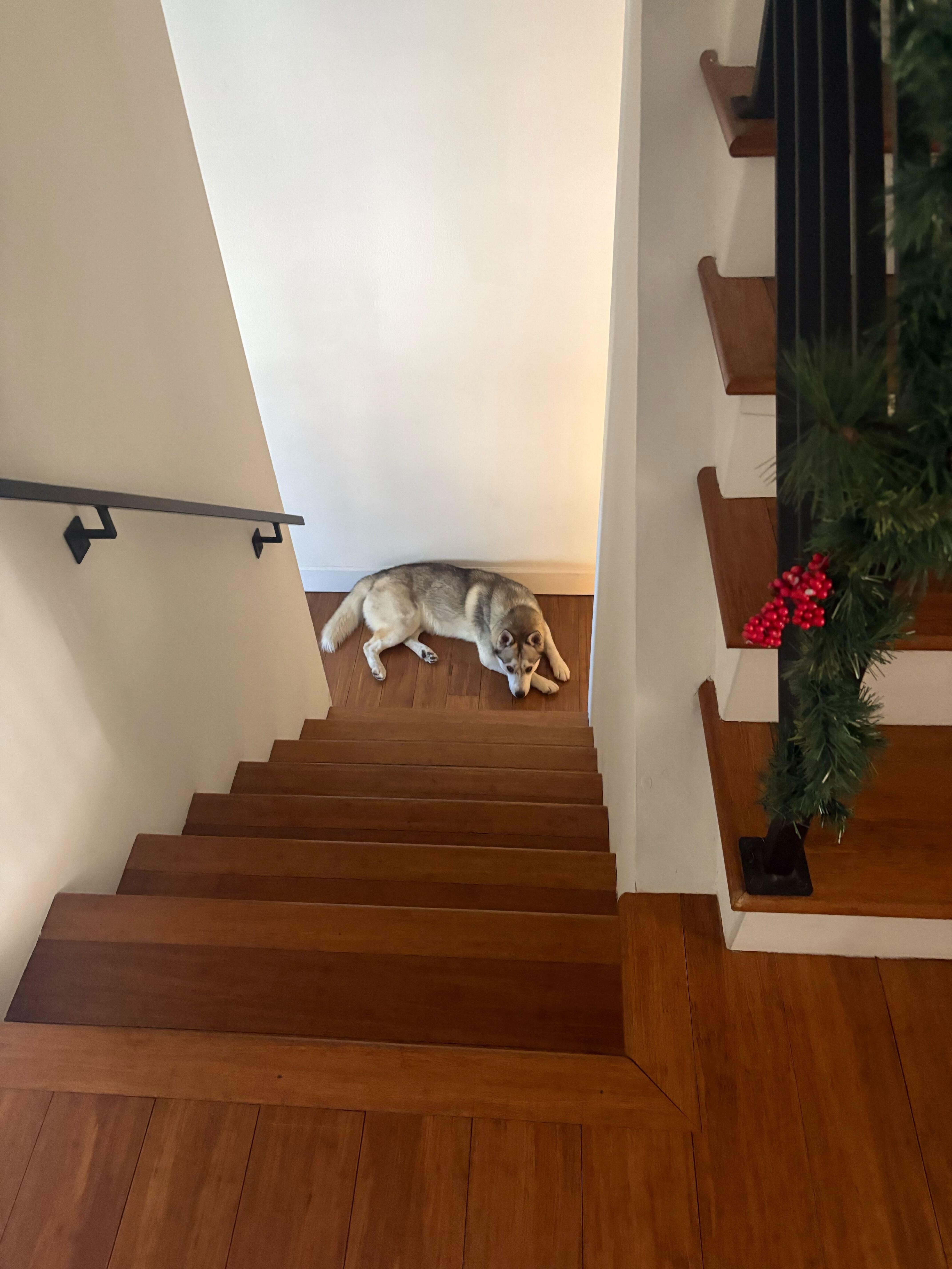 Enlarge Adam, a ADOPTABLE mixed breed in San Rafael, CA image 3/5