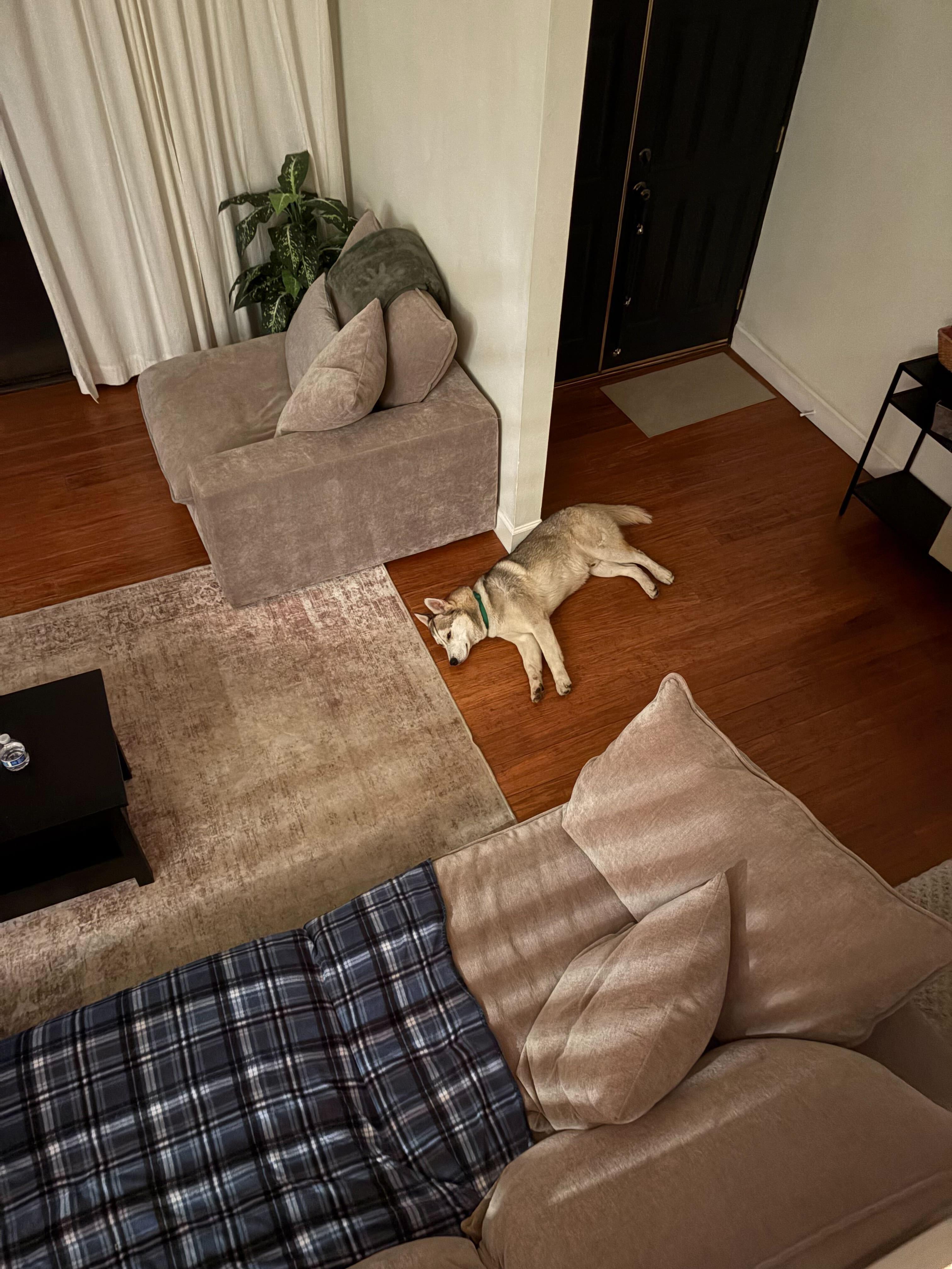 Enlarge Adam, a ADOPTABLE mixed breed in San Rafael, CA image 5/5