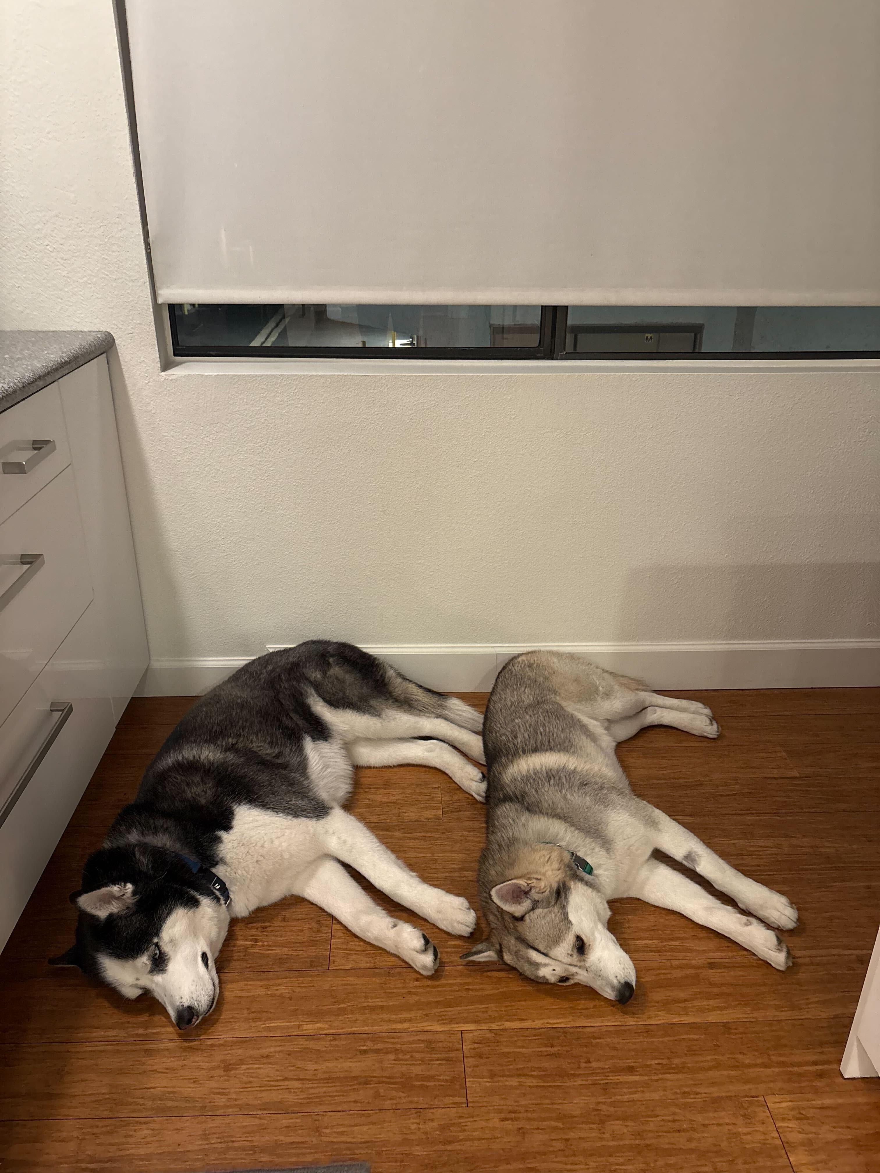 Enlarge Adam, a ADOPTABLE mixed breed in San Rafael, CA image 4/5