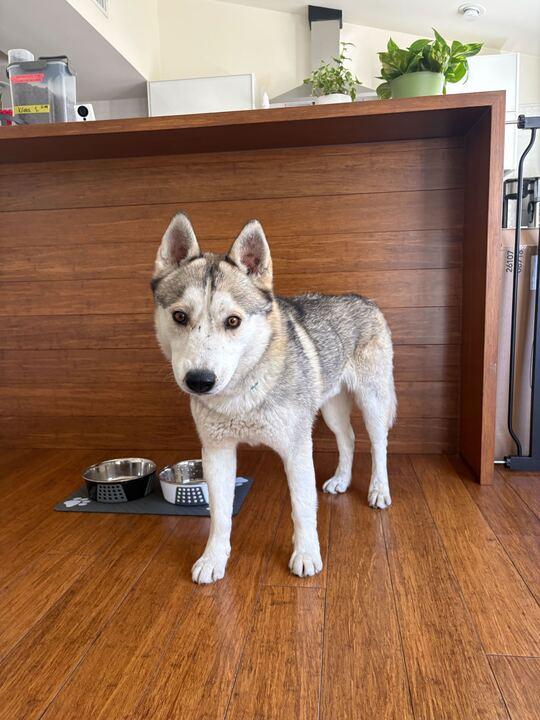 Enlarge Adam, a ADOPTABLE mixed breed in San Rafael, CA image 1/5