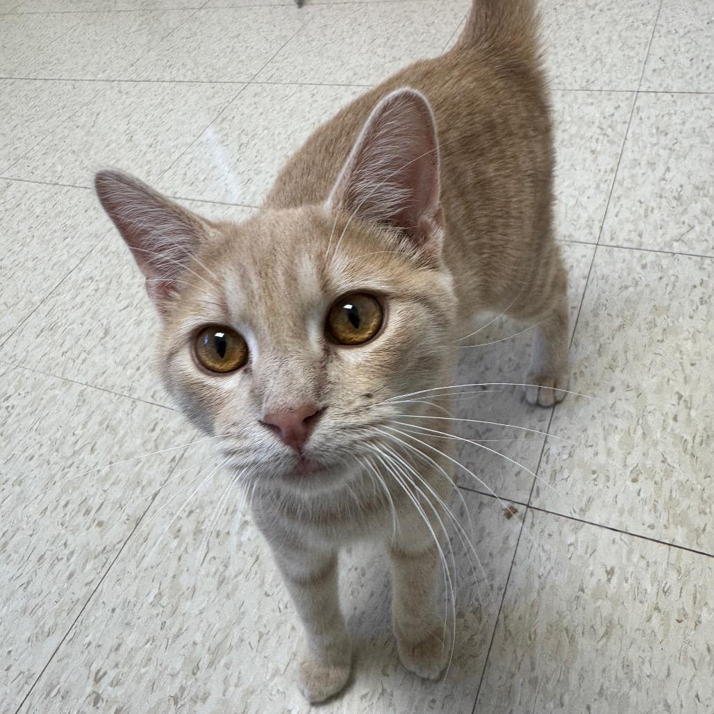 Enlarge Anthony, a Adoptable Domestic Short Hair in Enid, OK image 1/3