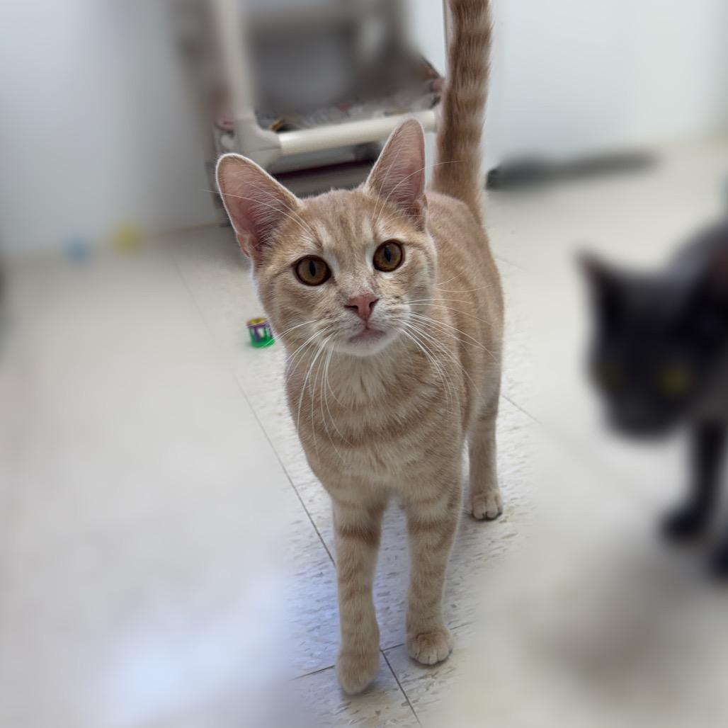 Enlarge Anthony, a Adoptable Domestic Short Hair in Enid, OK image 2/5