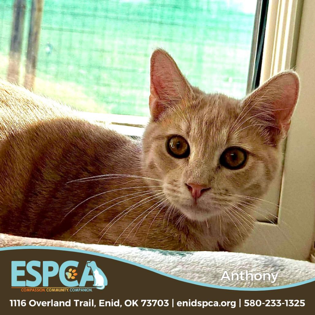 Enlarge Anthony, a Adoptable Domestic Short Hair in Enid, OK image 1/2