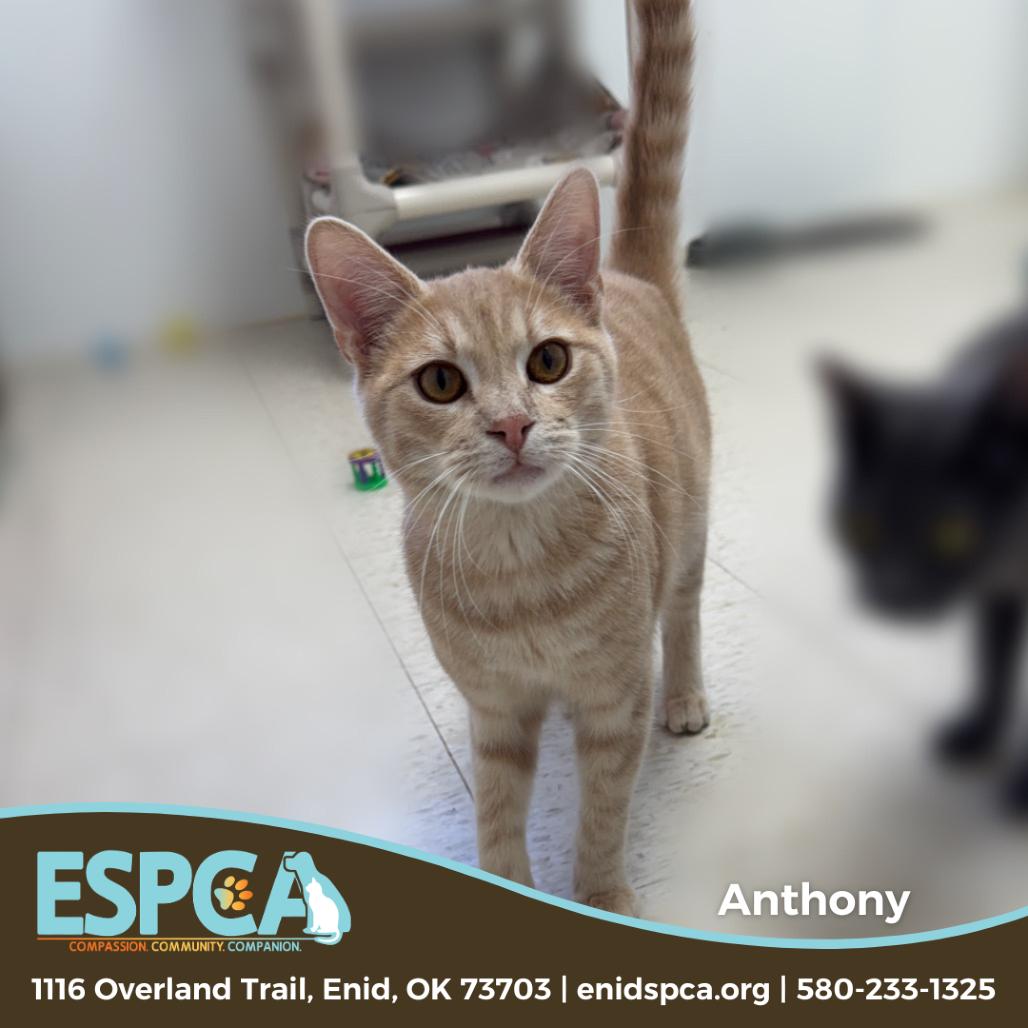 Enlarge Anthony, a Adoptable Domestic Short Hair in Enid, OK image 4/5