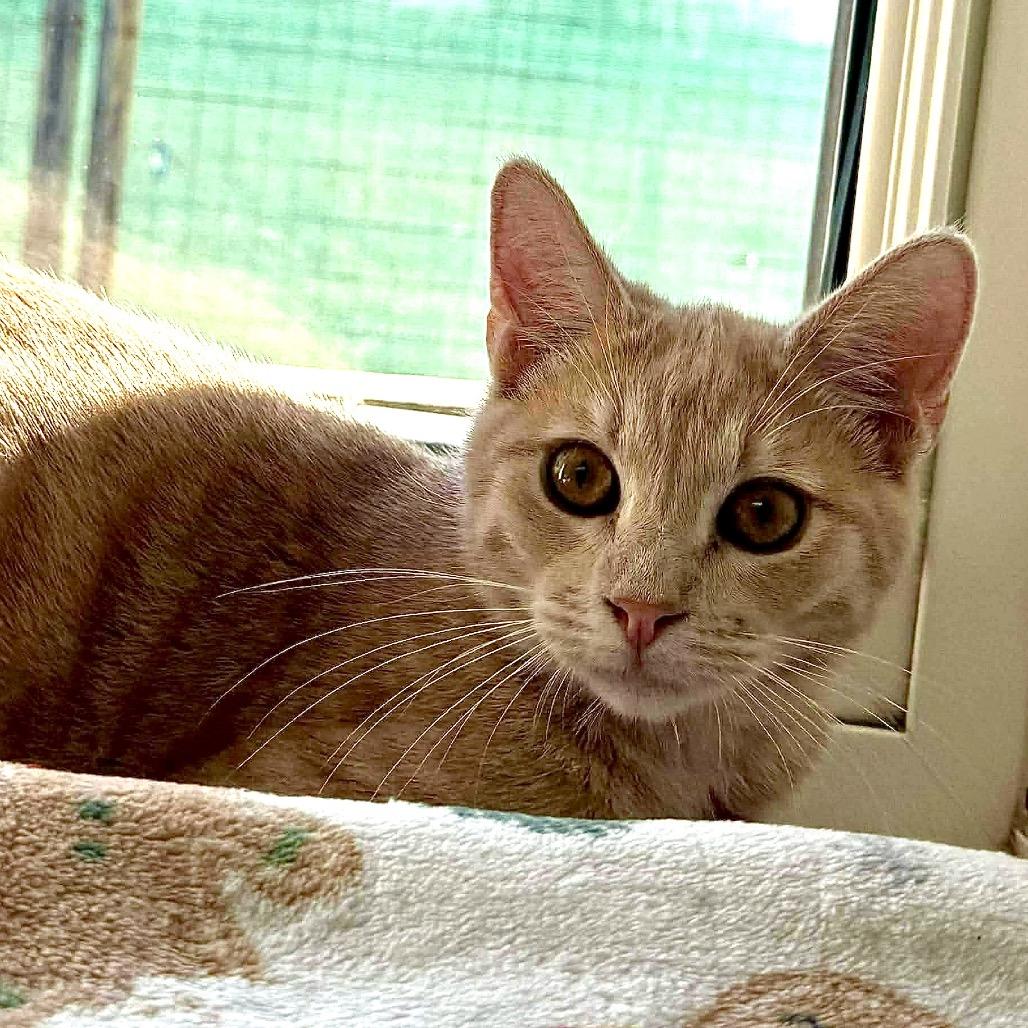 Anthony, Adoptable, Young Male Domestic Short Hair.