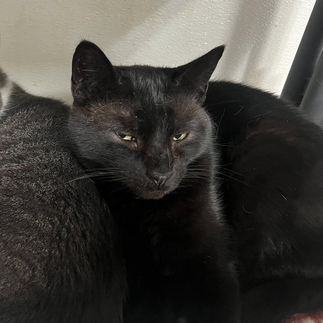 Enlarge Amelia, a Adoptable Domestic Short Hair in Albany, NY image 4/5