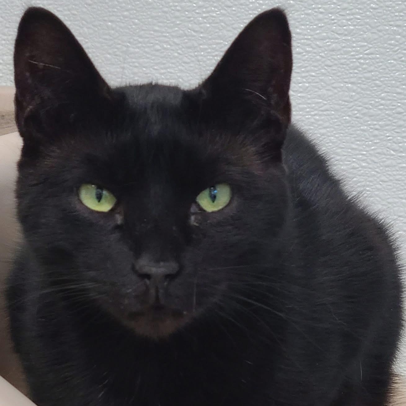 Amelia, Adoptable, Adult Female Domestic Short Hair.