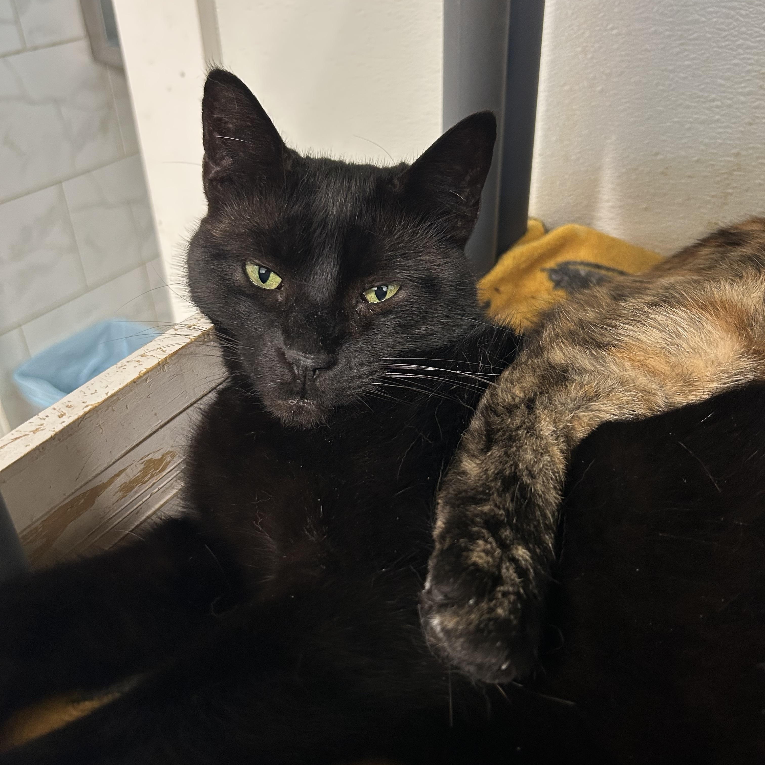 Enlarge Amelia, a Adoptable Domestic Short Hair in Albany, NY image 5/5