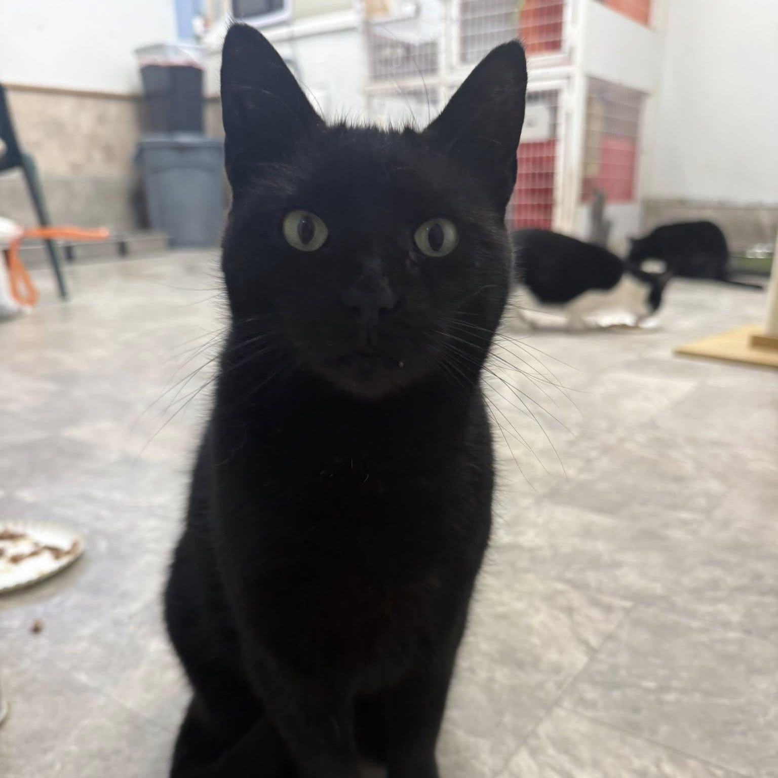 Enlarge Amelia, a Adoptable Domestic Short Hair in Albany, NY image 3/5