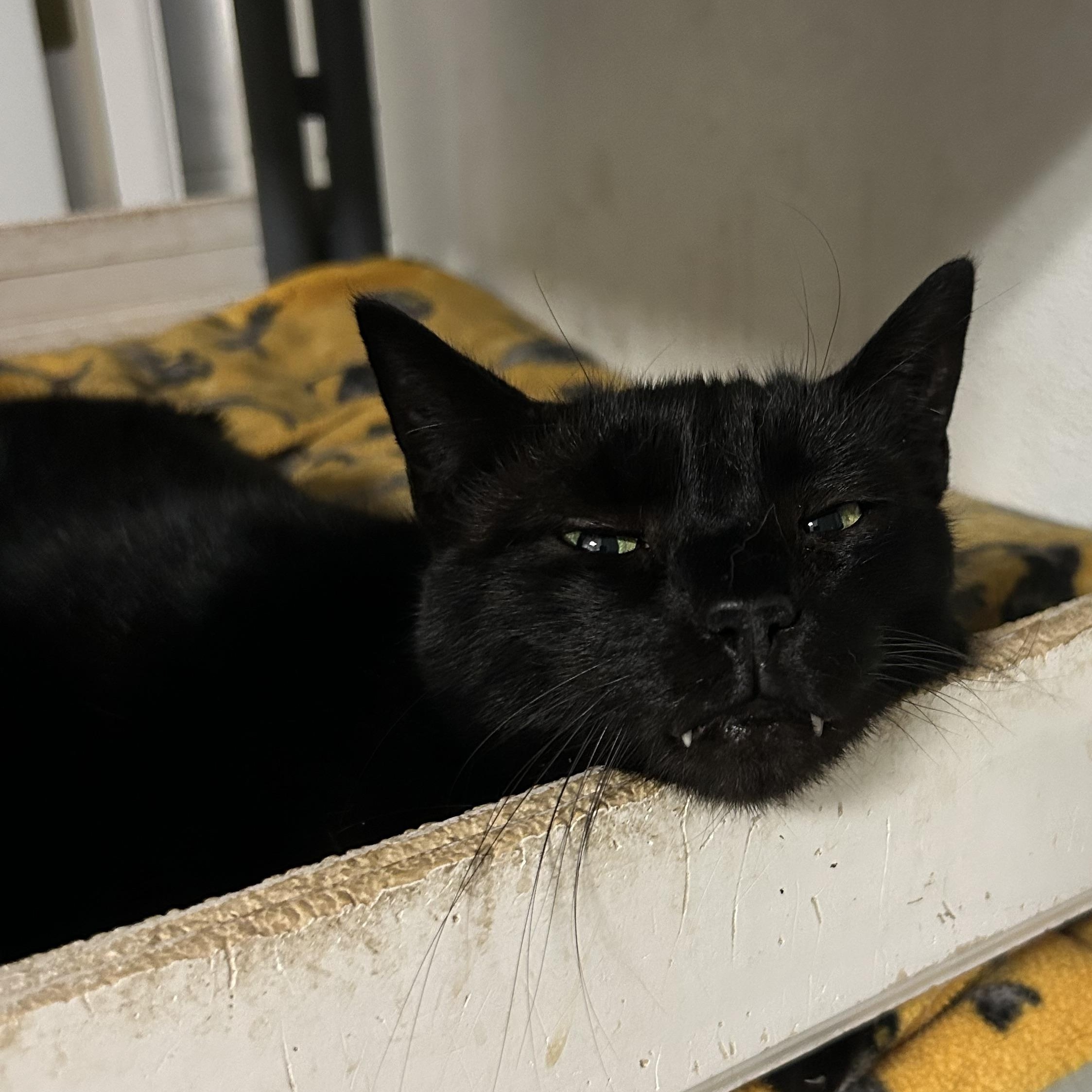 Enlarge Amelia, a Adoptable Domestic Short Hair in Albany, NY image 2/5