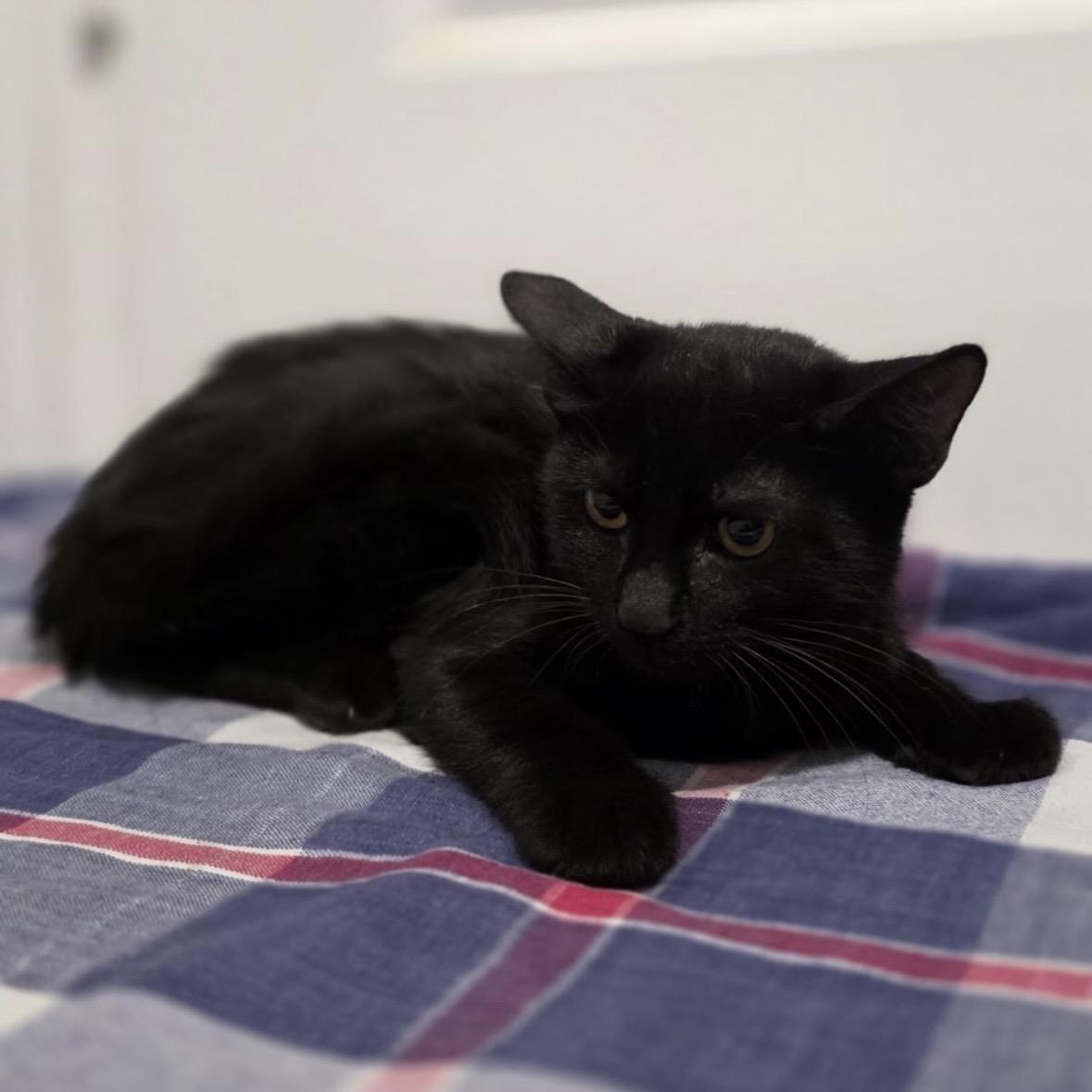 Enlarge Jackson, a Adopted Domestic Short Hair in Porter, TX image 1/1