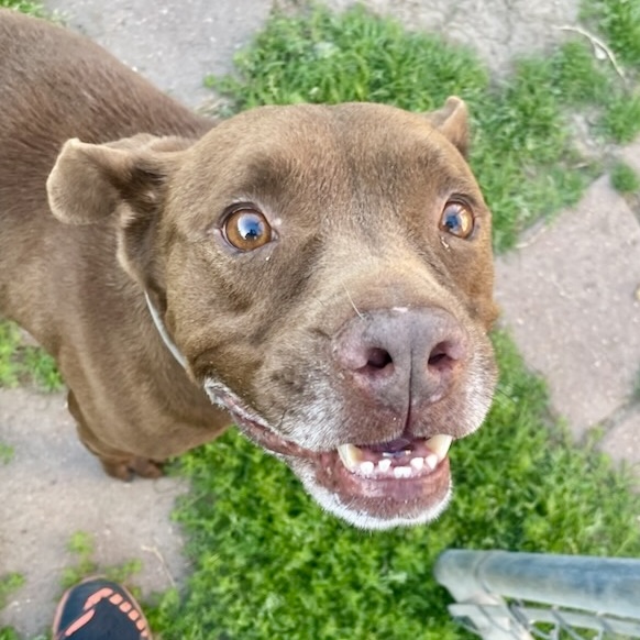 Hershey, Adult Male Chocolate Labrador Retriever