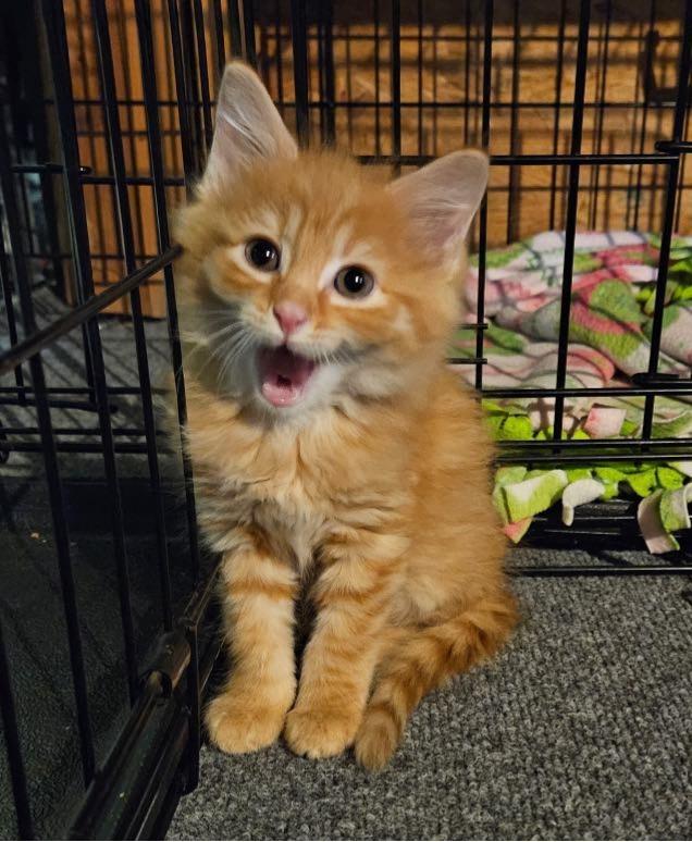 Enlarge Tucker, a Adopted Domestic Medium Hair in Pittsburgh, PA image 3/4