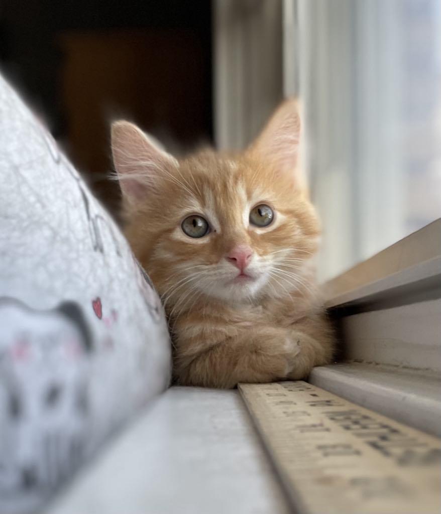 Tucker, Adopted, Kitten Male Domestic Medium Hair.