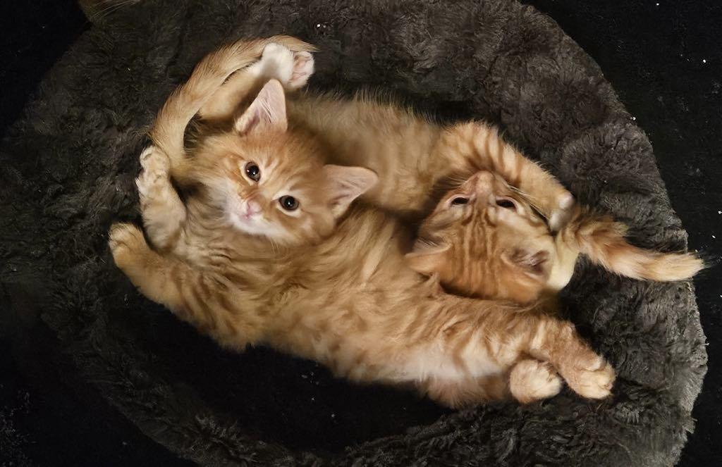 Enlarge Tucker, a Adopted Domestic Medium Hair in Pittsburgh, PA image 2/4