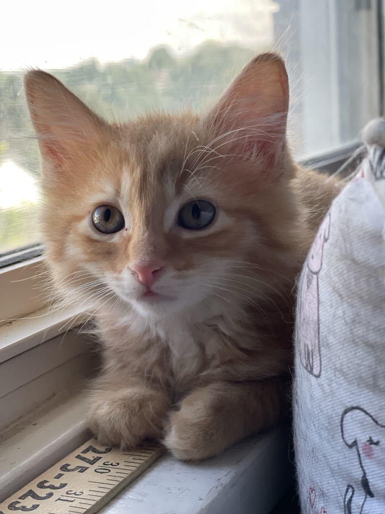 Enlarge Tucker, a Adopted Domestic Medium Hair in Pittsburgh, PA image 4/4