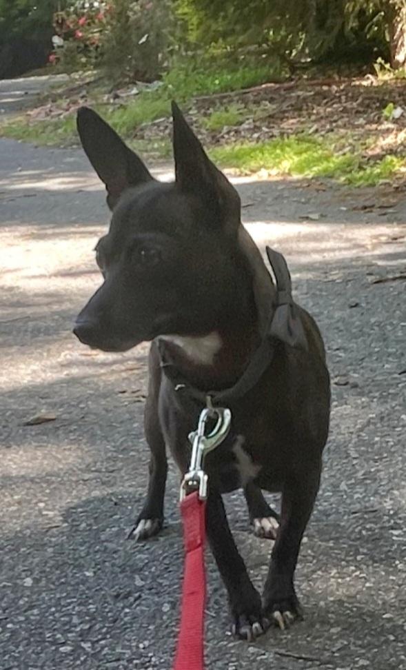 Mya, Adoptable, Adult Female Chihuahua & Dachshund.