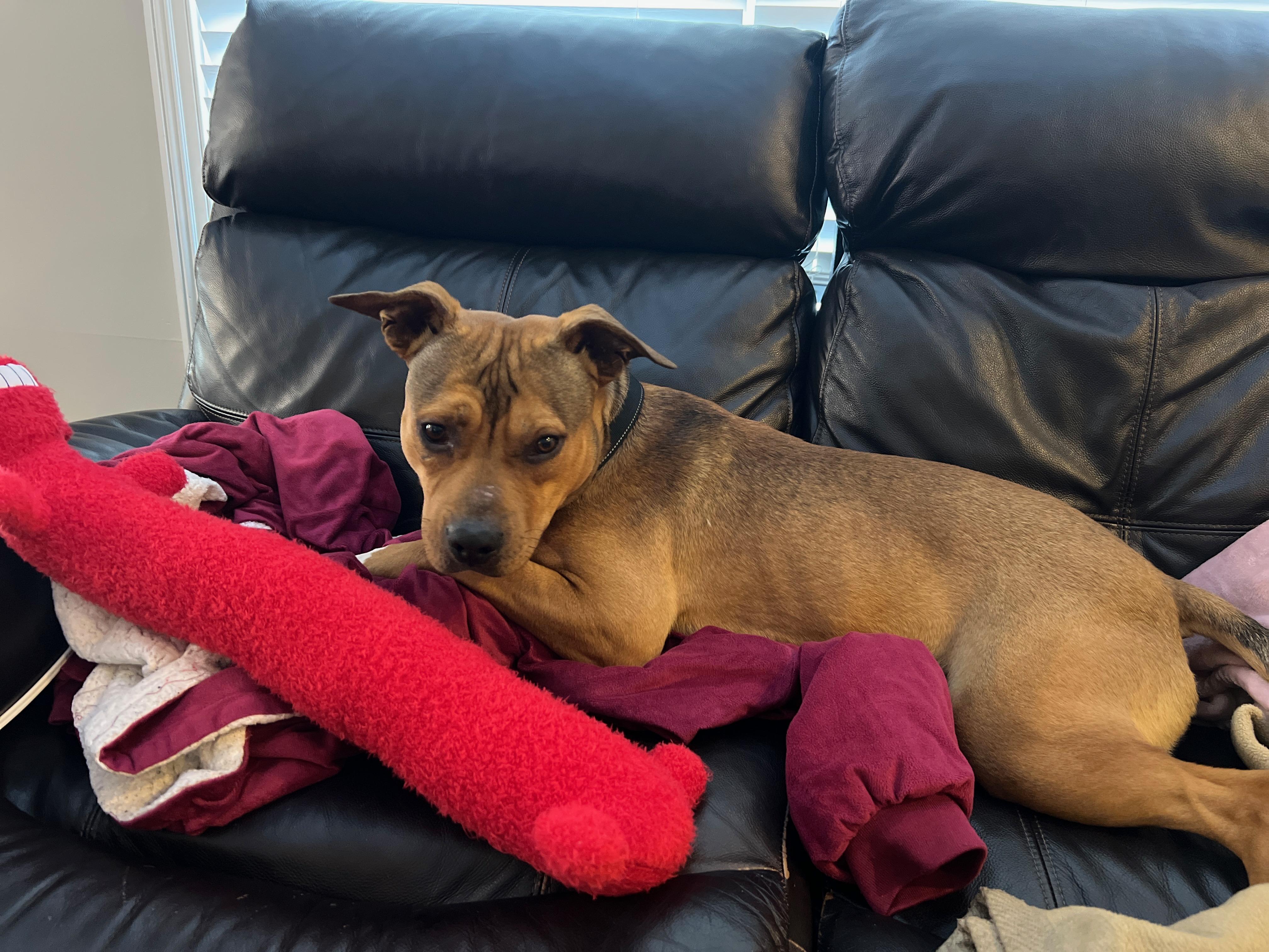 Enlarge Fig, an adopted mixed breed in Oswego, IL image 6/6