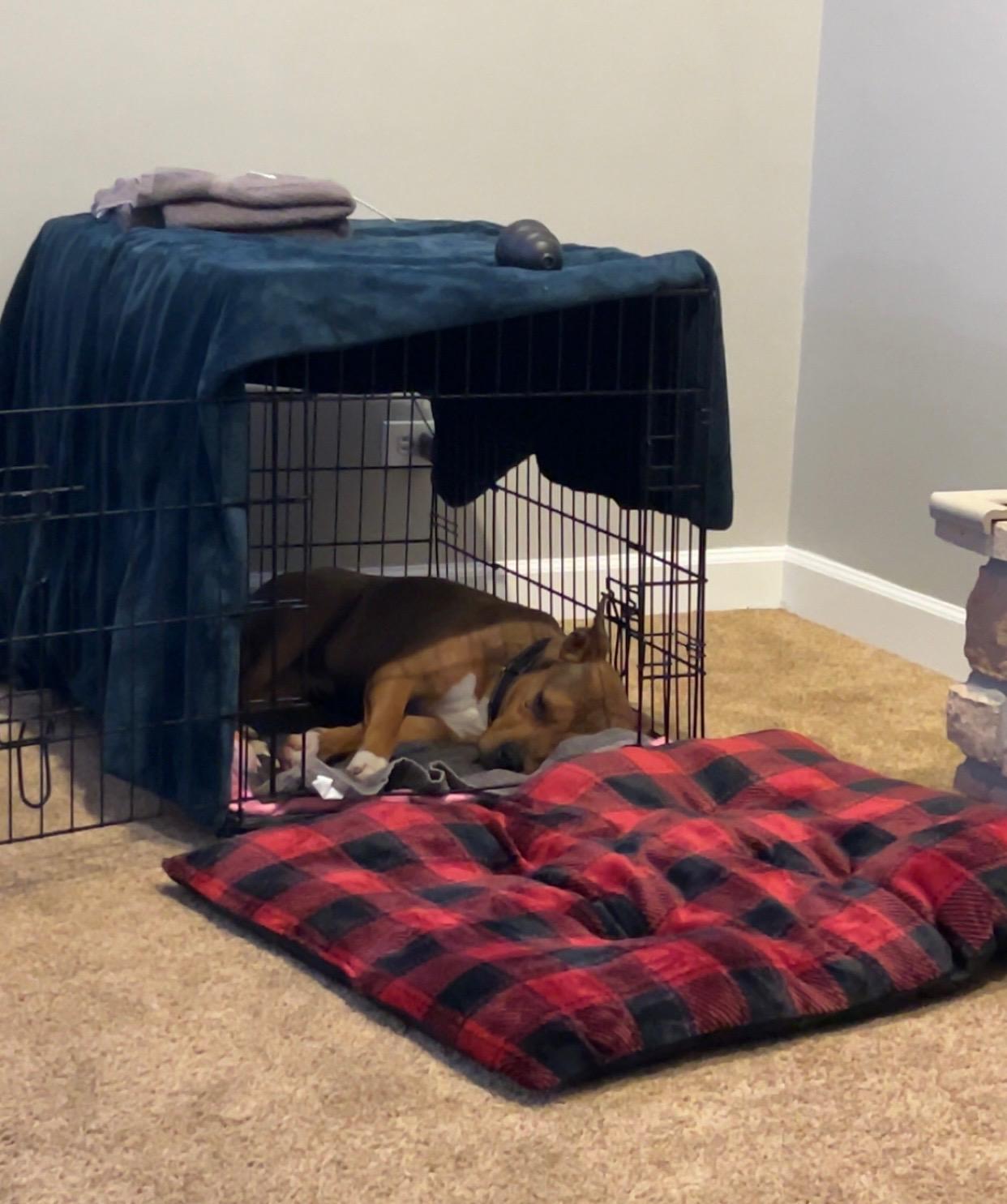 Enlarge Fig, an adopted mixed breed in Oswego, IL image 3/6