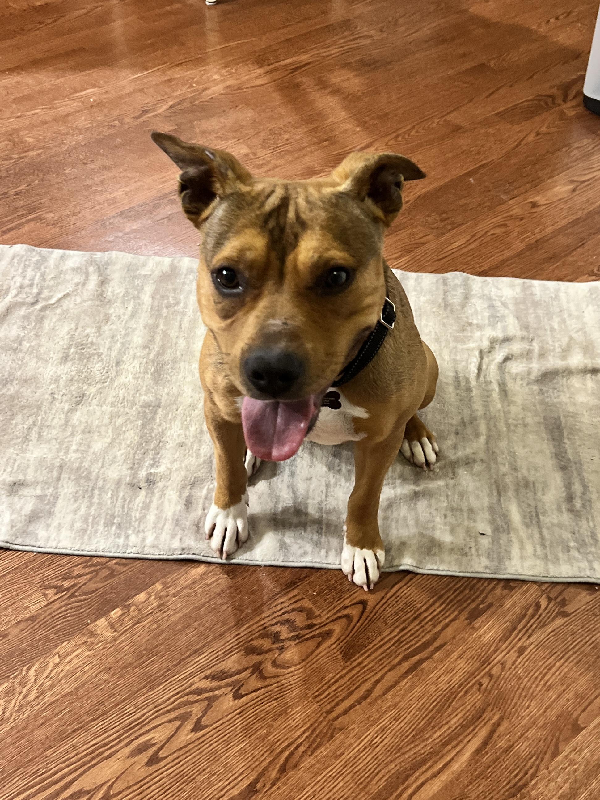 Enlarge Fig, an adopted mixed breed in Oswego, IL image 1/6