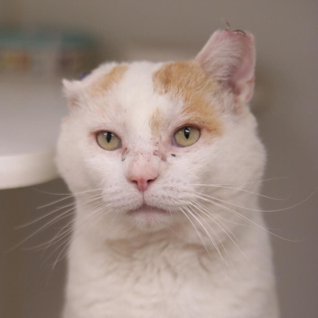 Willy — thumbnail 2