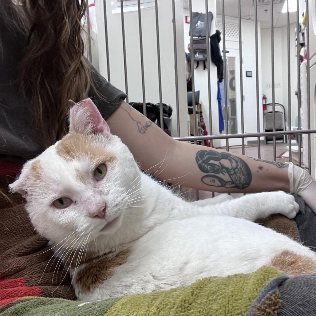 Willy — thumbnail 3