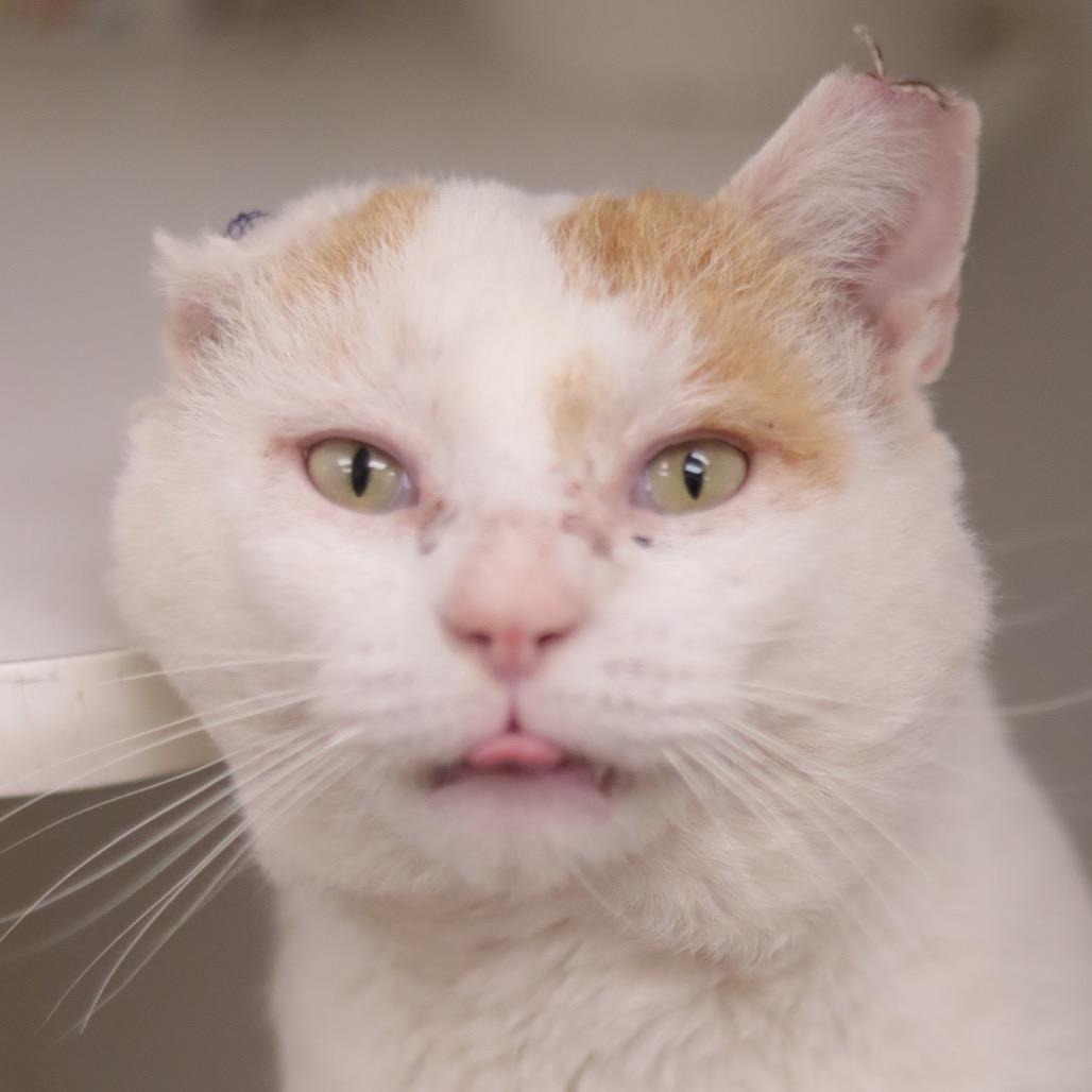 Willy — thumbnail 5