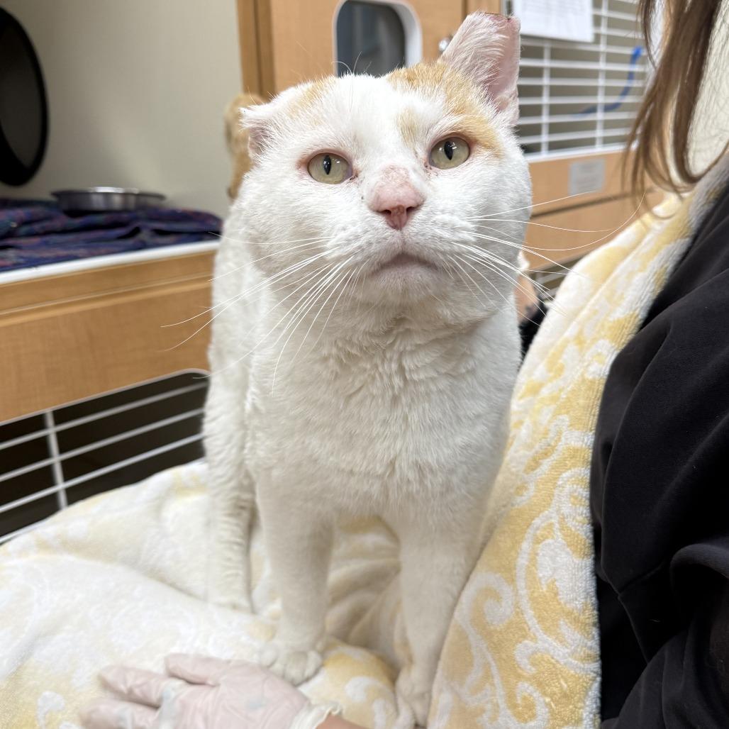 Willy — thumbnail 6