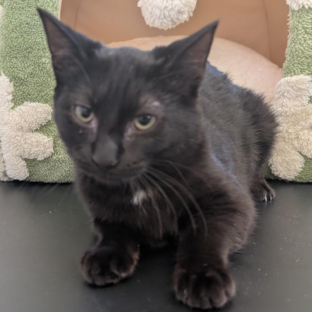 Salem, Adoptable, Kitten Male Domestic Short Hair.