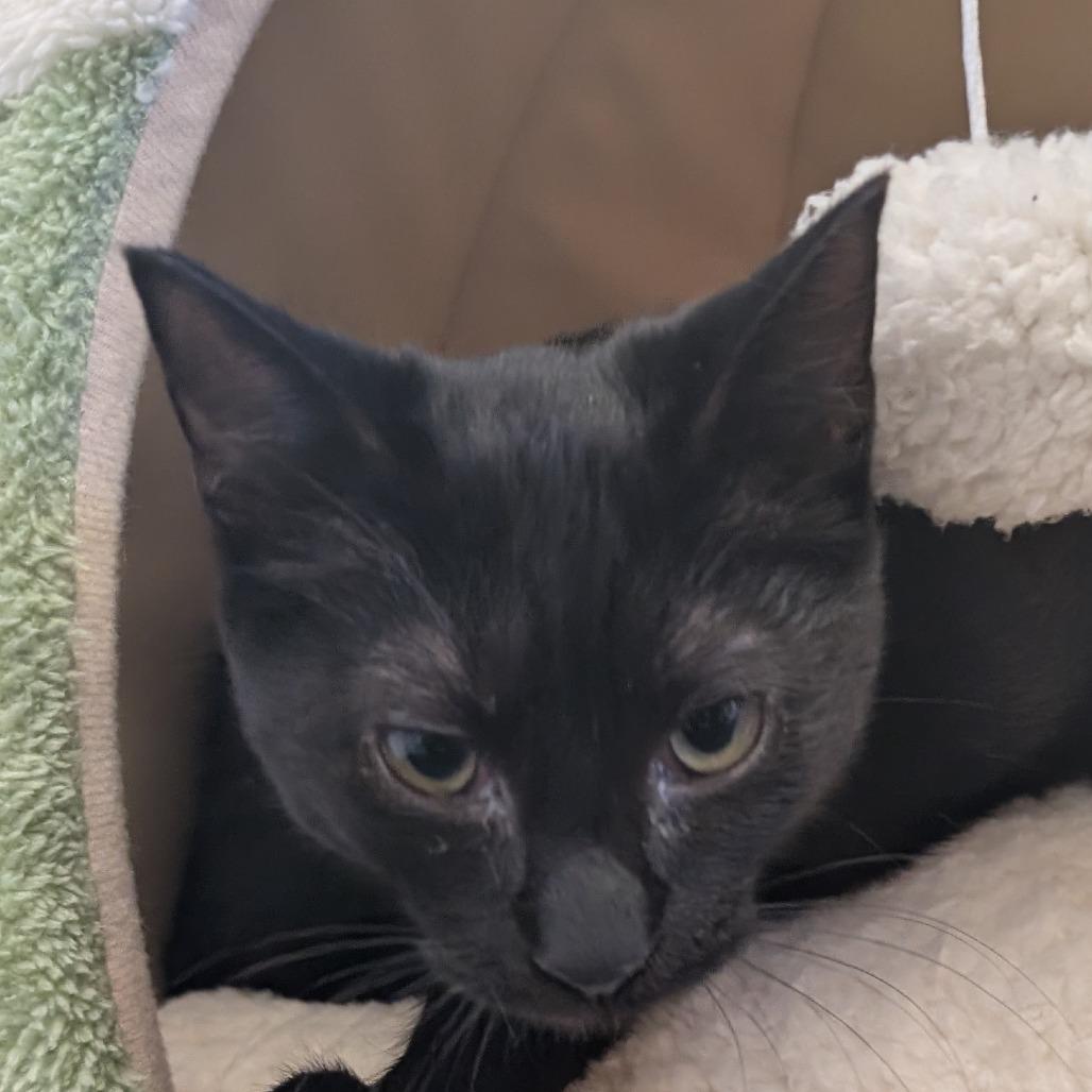 Enlarge Salem, a Adoptable Domestic Short Hair in Spokane, WA image 2/4