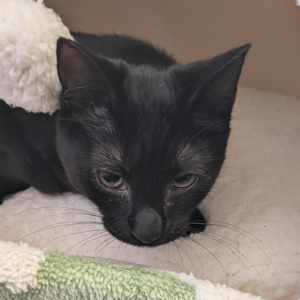 Enlarge Salem, a Adoptable Domestic Short Hair in Spokane, WA image 3/4