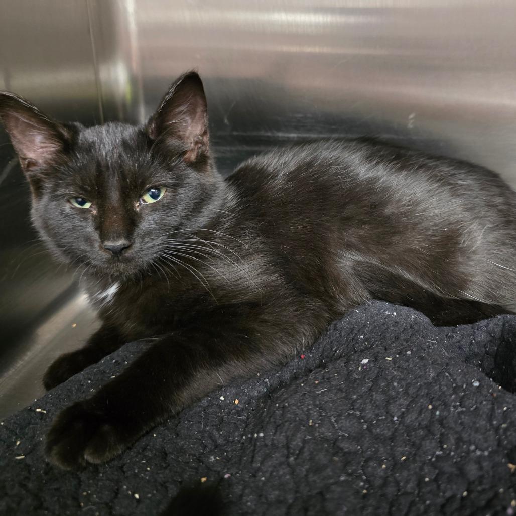 Enlarge Salem, a Adoptable Domestic Short Hair in Spokane, WA image 4/4