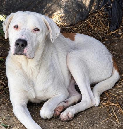 Sadie, Adoptable, Adult Female Terrier & American Staffordshire Terrier.