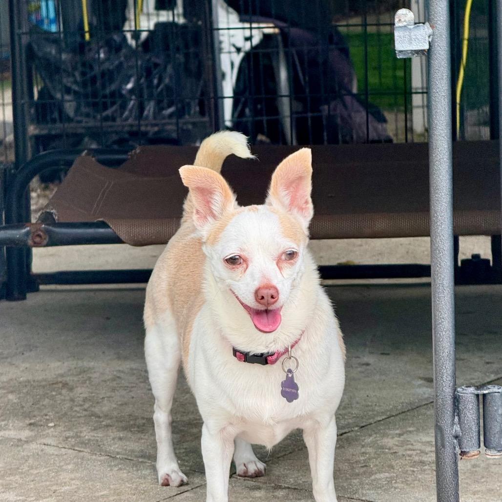 Lacey, Adoptable, Adult Female Chihuahua.