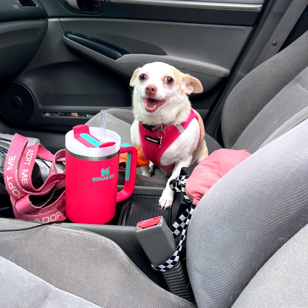 Enlarge Lacey, a Adoptable Chihuahua in North Port, FL image 2/6