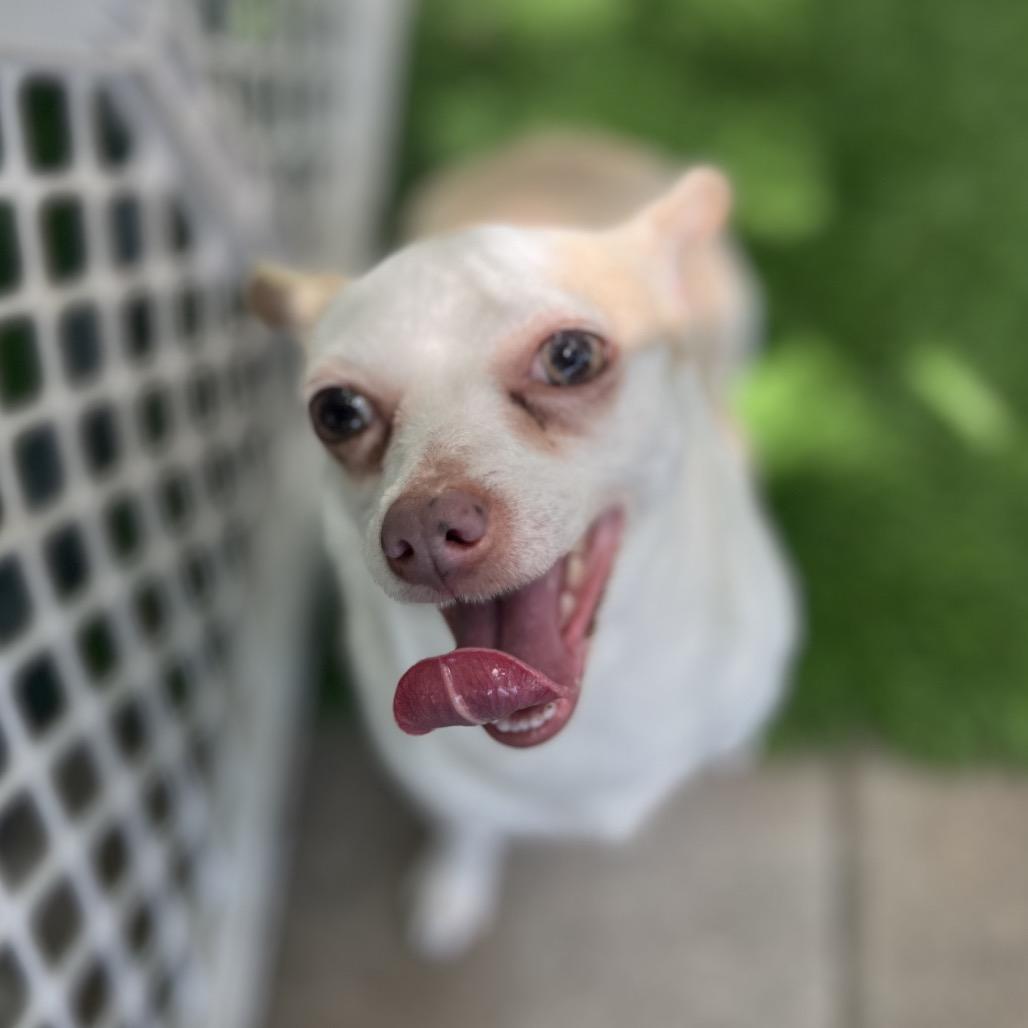 Enlarge Lacey, a Adoptable Chihuahua in North Port, FL image 1/2