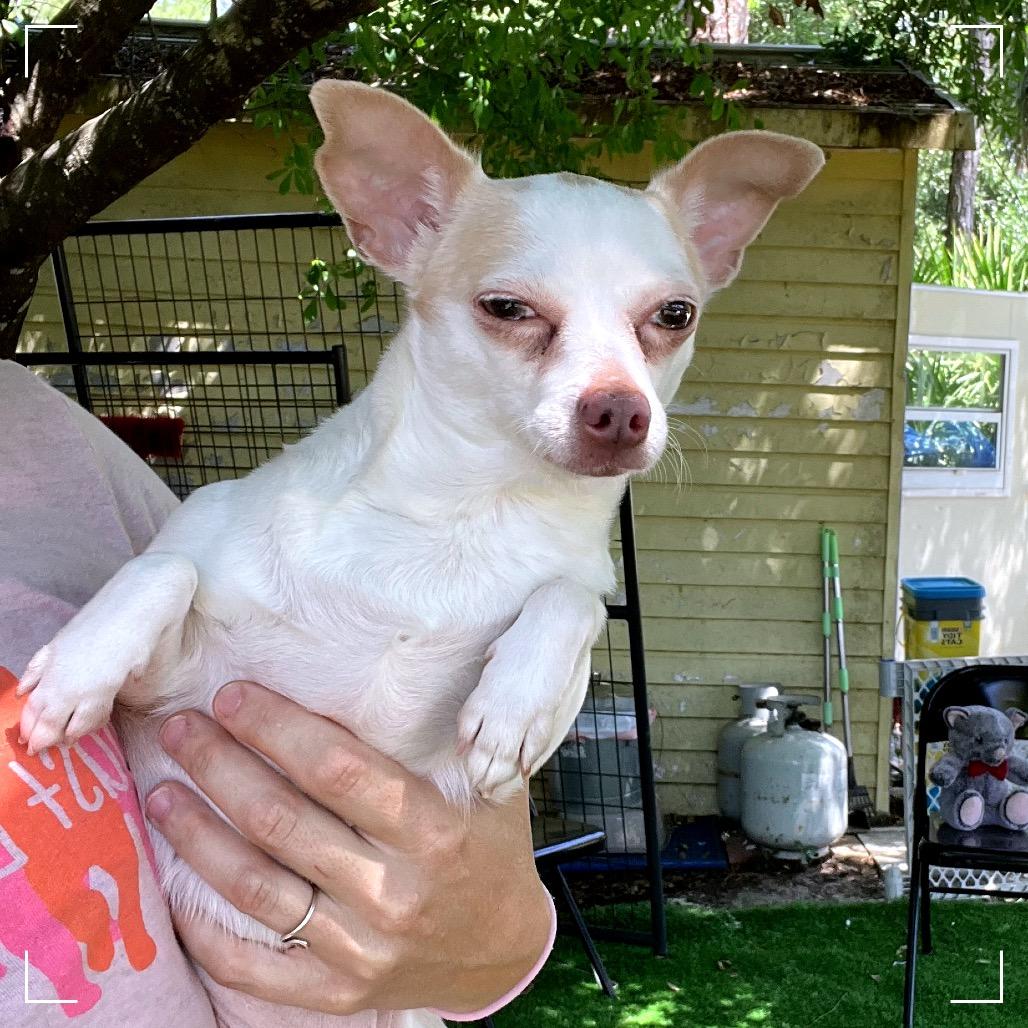 Enlarge Lacey, a Adoptable Chihuahua in North Port, FL image 2/2