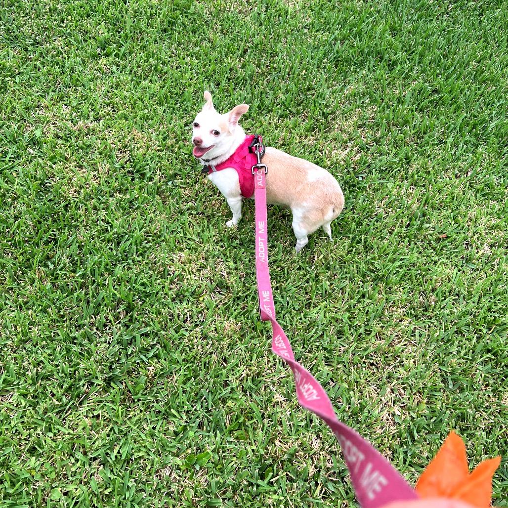 Enlarge Lacey, a Adoptable Chihuahua in North Port, FL image 5/6