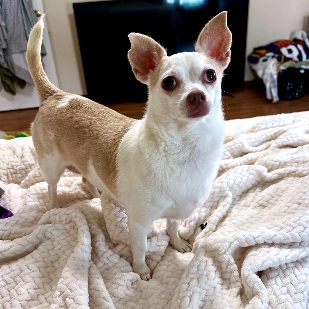 Enlarge Lacey, a Adoptable Chihuahua in North Port, FL image 6/6