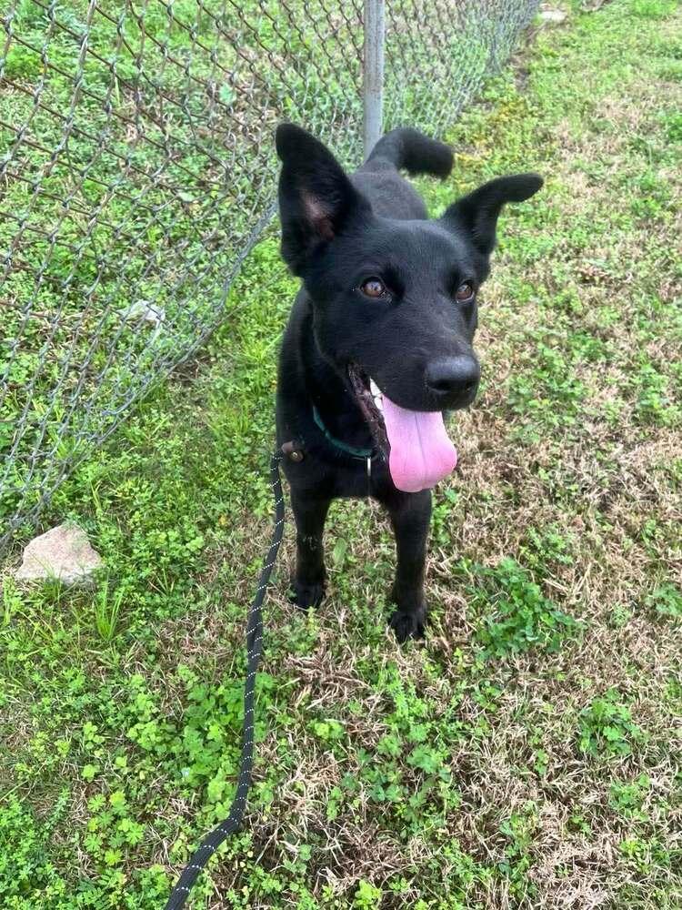 Jack — thumbnail 4